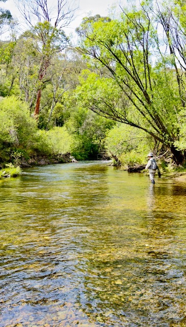 Angler wading a clear willow-lined north east Victorian river
